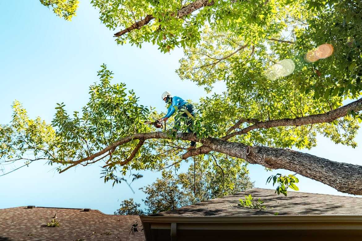 Professional Tree Pruning & Clearance Services